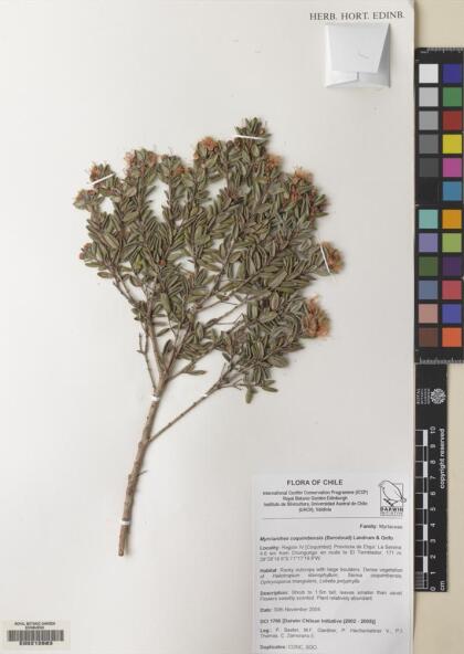 Myrcianthes coquimbensis [Espécimen: ]