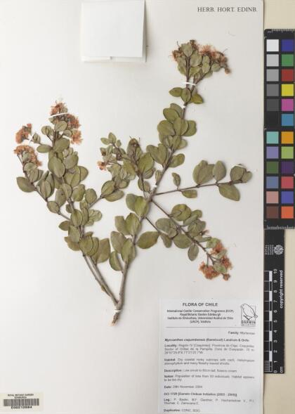 Myrcianthes coquimbensis [Espécimen: ]