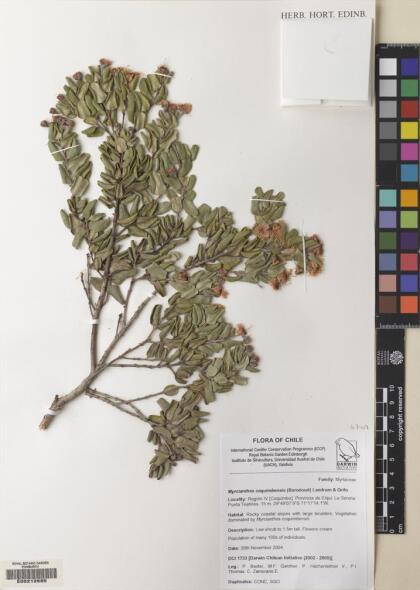 Myrcianthes coquimbensis [Espécimen: ]