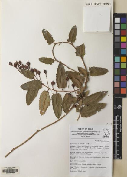 Berberidopsis corallina [Espécimen: ]