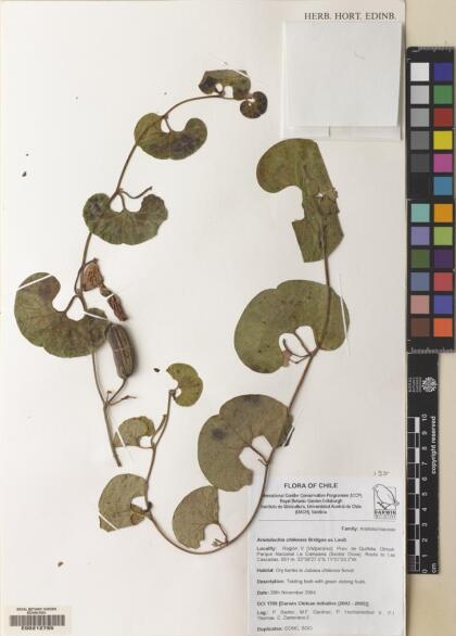 Aristolochia vaginans [Espécimen: ]