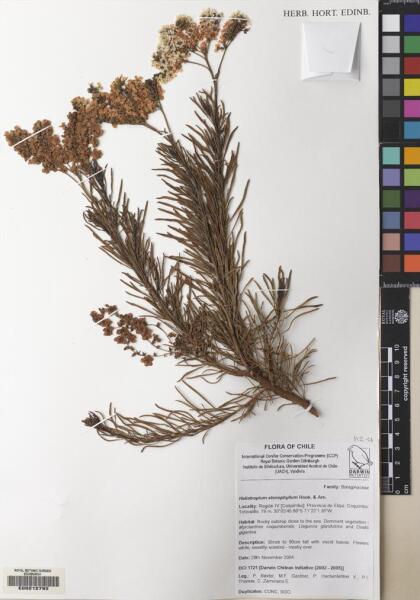 Heliotropium stenophyllum [Espécimen: ]