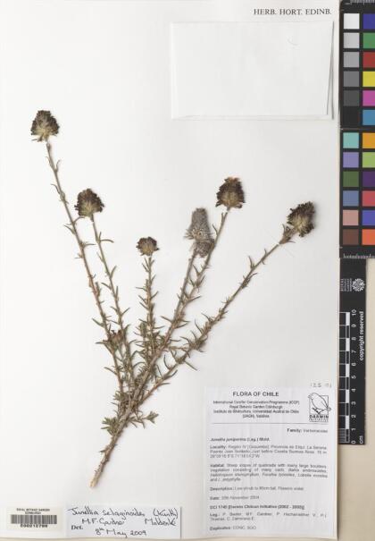 Junellia selaginoides [Espécimen: ]