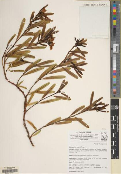 Skytanthus acutus [Espécimen: ]