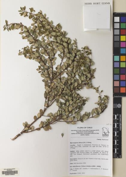 Myrceugenia obtusa [Espécimen: ]