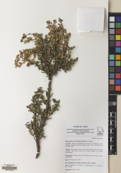 Myrceugenia rufa [Espécimen: ]