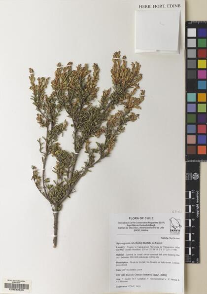 Myrceugenia rufa [Espécimen: ]