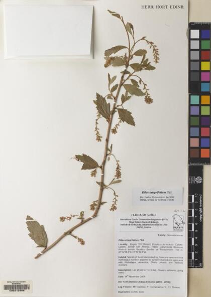 Ribes integrifolium [Espécimen: ]