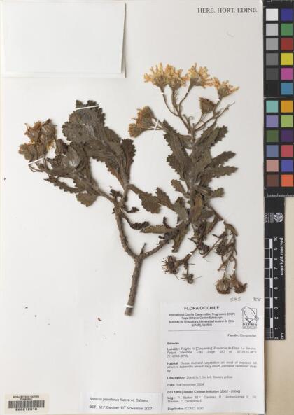 Senecio planiflorus [Espécimen: ]