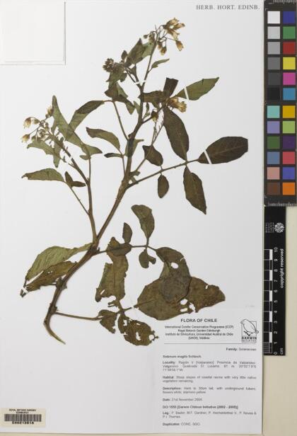 Solanum maglia [Espécimen: ]