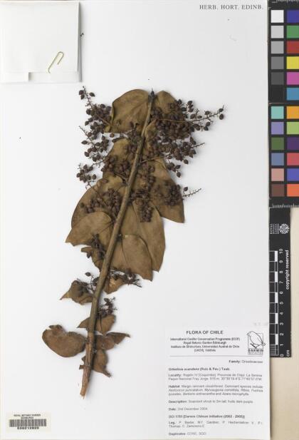 Griselinia scandens [Espécimen: ]