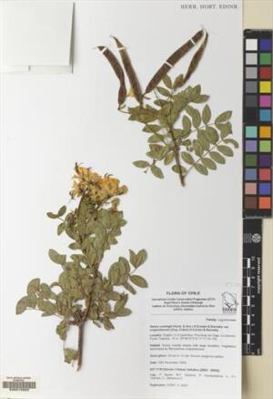 Senna cumingii var. coquimbensis [Espécimen: ]