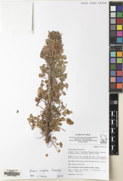 Oxalis virgosa [Espécimen: ]