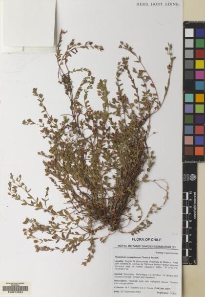 Hypericum caespitosum [Espécimen: ]