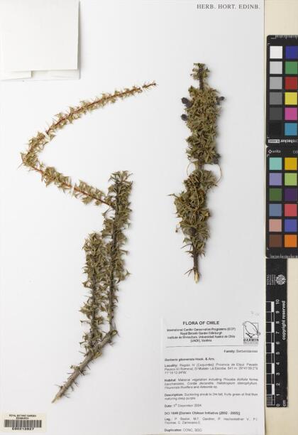 Berberis glomerata [Espécimen: ]