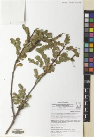Senna cumingii var. coquimbensis [Espécimen: ]