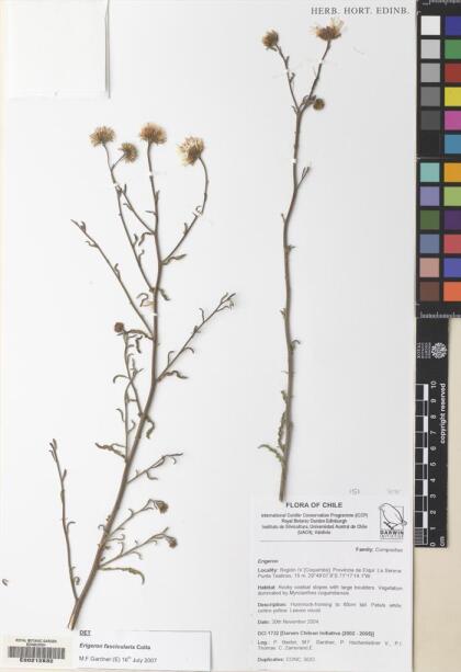 Erigeron fasciculatus [Espécimen: ]