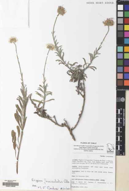 Erigeron fasciculatus [Espécimen: ]