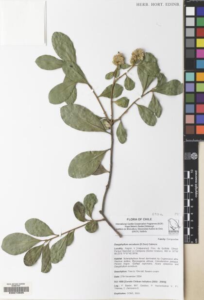 Archidasyphyllum excelsum [Espécimen: ]