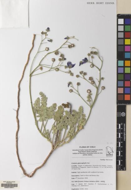 Cristaria glaucophylla [Espécimen: ]