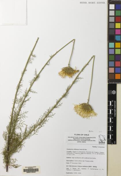 Plectocephalus bridgesii [Espécimen: ]