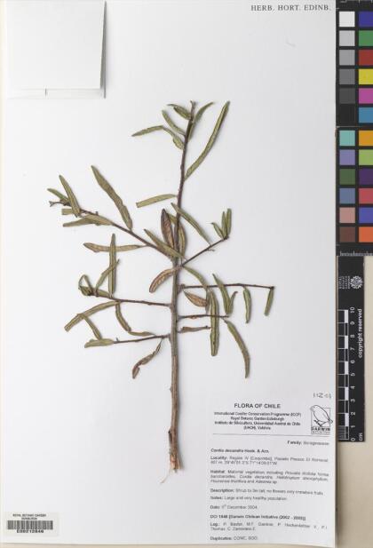 Cordia decandra [Espécimen: ]