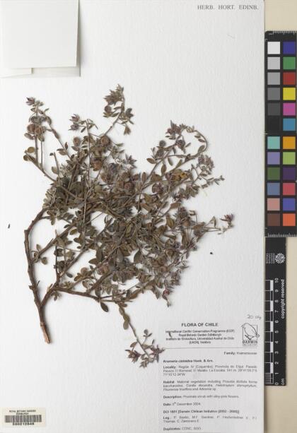 Krameria cistoidea [Espécimen: ]