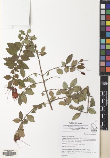Mitraria coccinea [Espécimen: ]