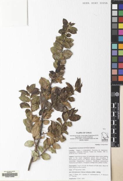 Archidasyphyllum excelsum [Espécimen: ]