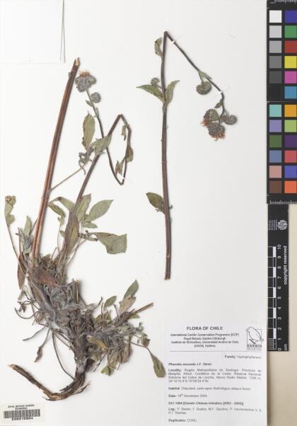 Phacelia secunda [Espécimen: ]