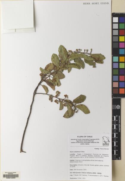 Azara celastrina [Espécimen: ]