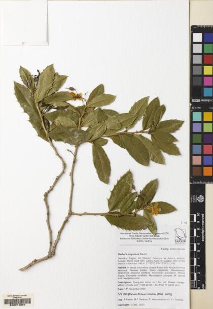 Berberis negeriana [Espécimen: ]