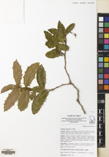 Berberis negeriana [Espécimen: ]