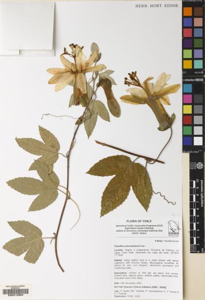 Passiflora pinnatistipula [Espécimen: ]