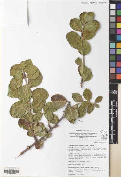 Archidasyphyllum excelsum [Espécimen: ]