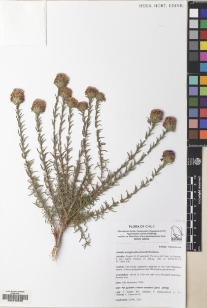 Junellia selaginoides [Espécimen: ]