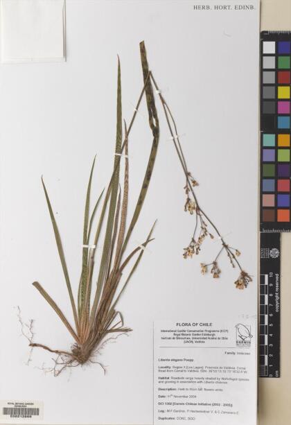 Libertia chilensis [Espécimen: ]