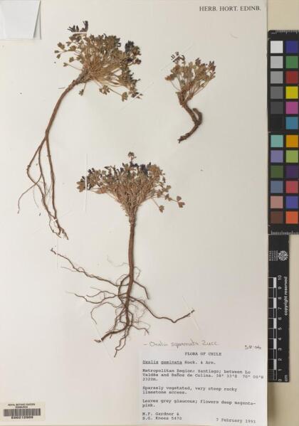 Oxalis squamata [Espécimen: ]