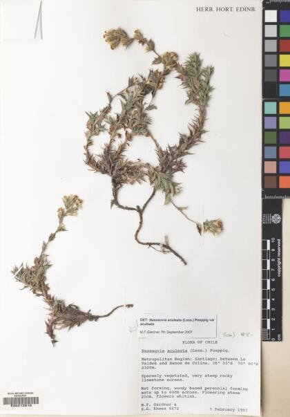 Nassauvia aculeata [Espécimen: ]