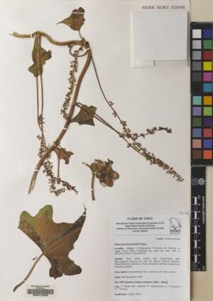 Dioscorea bryoniifolia [Espécimen: ]