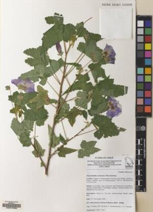 Corynabutilon ochsenii [Espécimen: ]