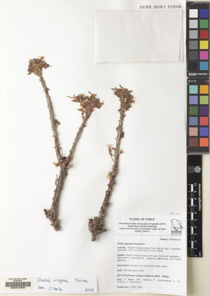 Oxalis virgosa [Espécimen: ]