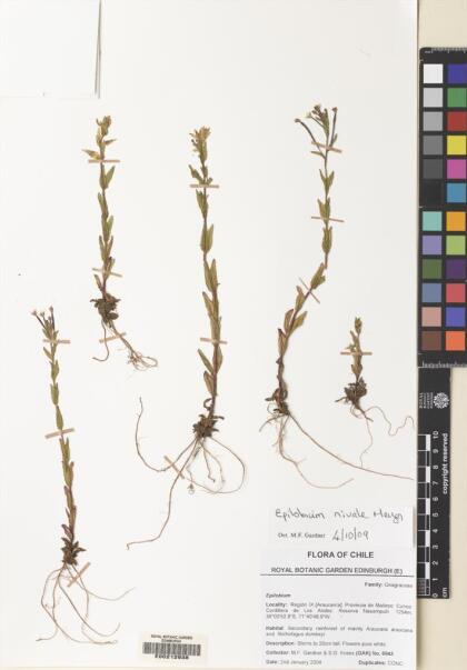 Epilobium nivale [Espécimen: ]
