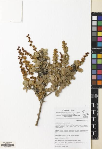 Berberis actinacantha [Espécimen: ]