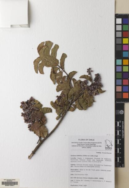 Schinus latifolia [Espécimen: ]