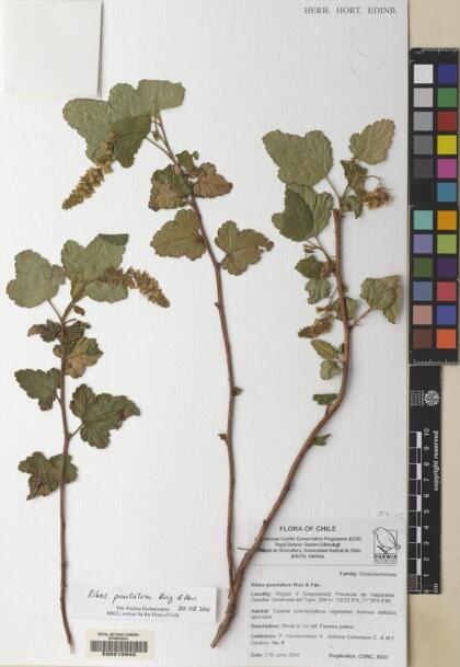 Ribes punctatum [Espécimen: ]
