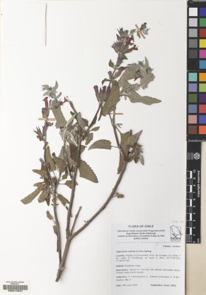 Lepechinia salviae [Espécimen: ]