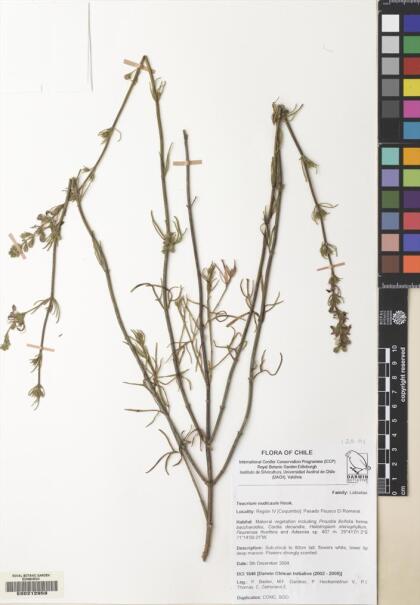 Teucrium nudicaule [Espécimen: ]