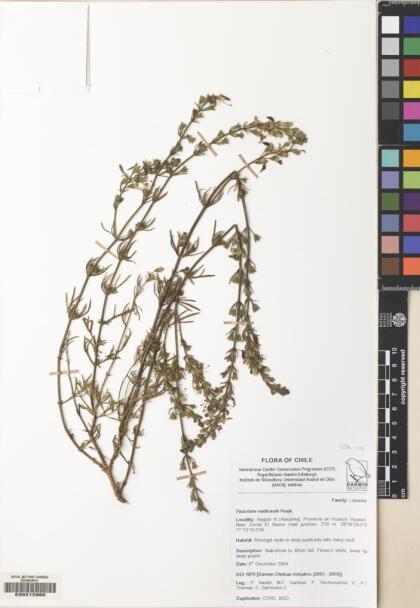 Teucrium nudicaule [Espécimen: ]