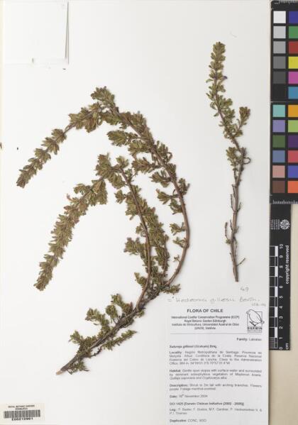 Micromeria gilliesii [Espécimen: ]